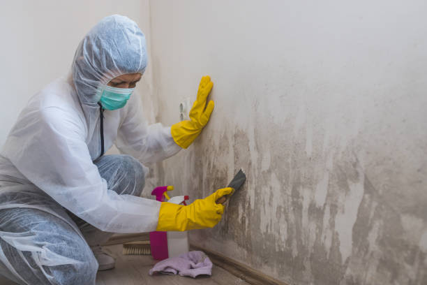 Best Bathroom Mold Remediation in Kentfield, CA