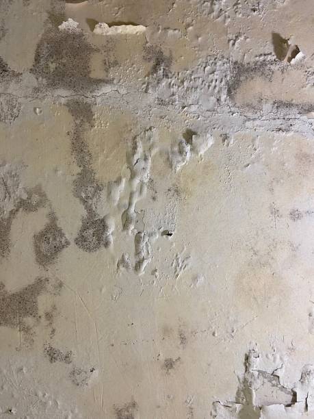 Best Black Mold Remediation in Kentfield, CA