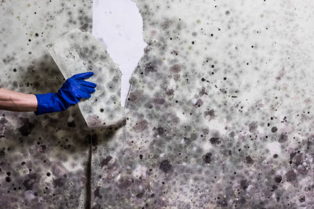 Best Post-Flood Mold Remediation in Kentfield, CA